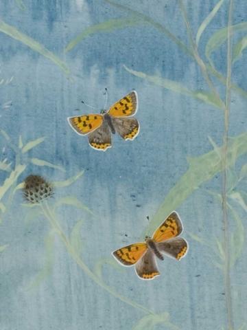 Black Knapweed, detail: Small Copper by Lil Tudor-Craig. Environmental Artist, Lampeter Wales