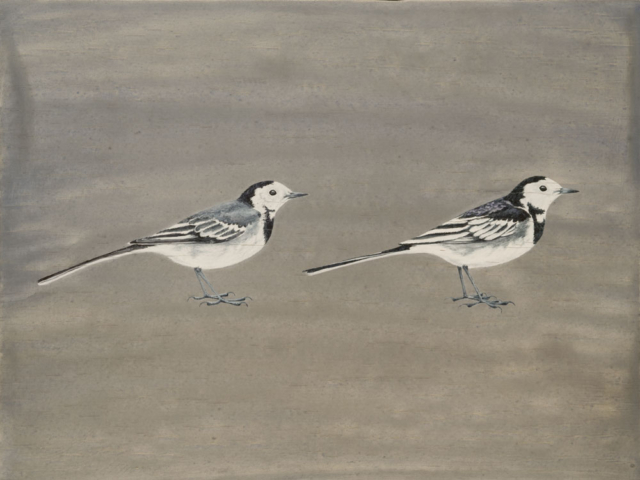 Pied Wagtails by Lil Tudor-Craig. Environmental Artist, Lampeter Wales